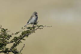 Scaly-feathered Weaver