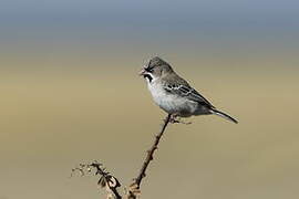 Scaly-feathered Weaver