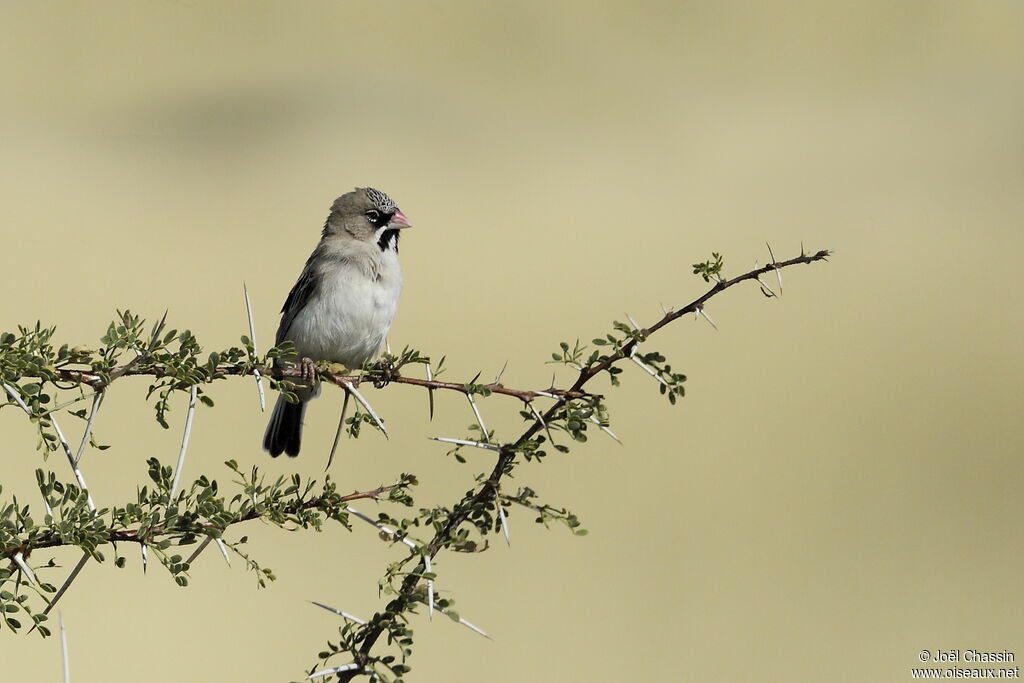 Sporopipe squameux, identification