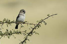 Scaly-feathered Weaver