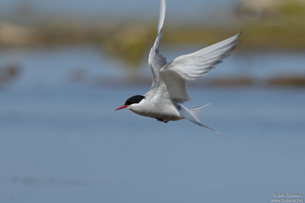 Arctic Tern