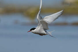 Arctic Tern