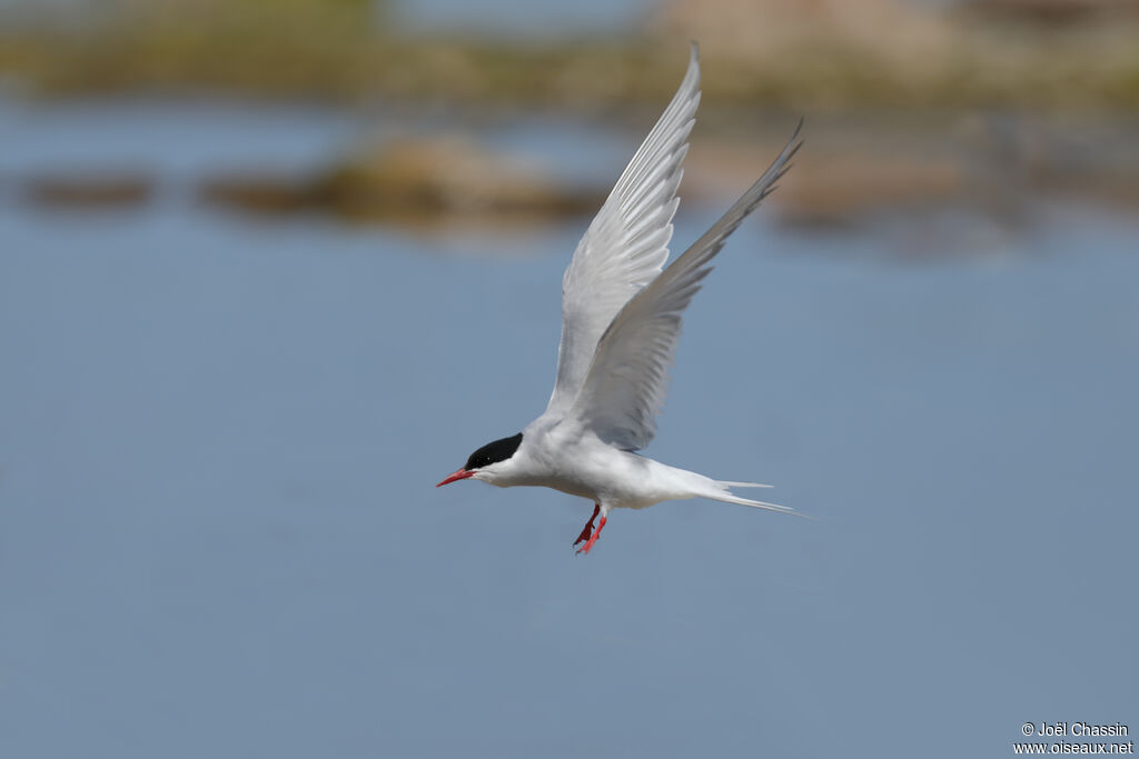 Arctic Tern