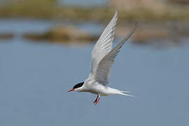 Arctic Tern