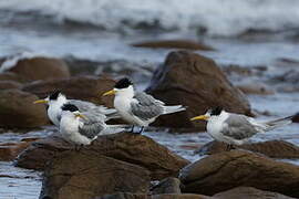 Greater Crested Tern