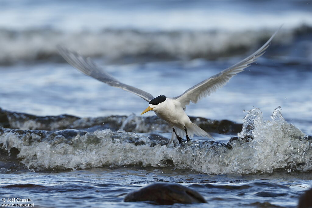 Greater Crested Tern, Flight