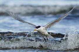 Greater Crested Tern