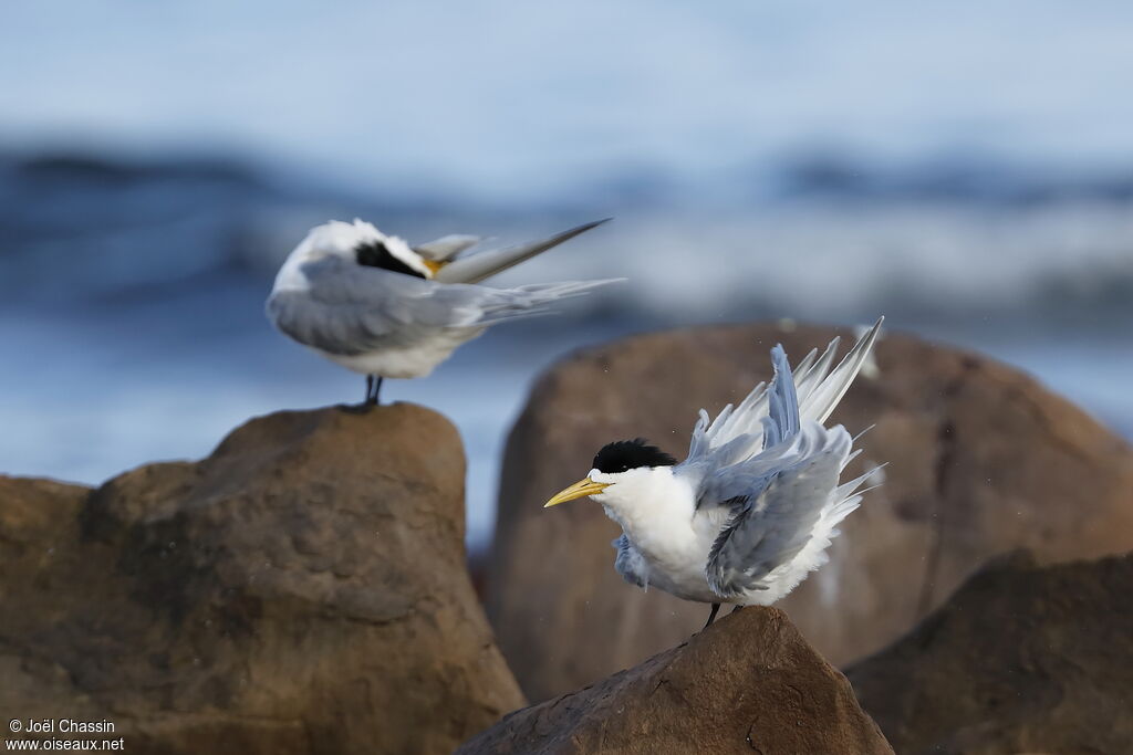 Greater Crested Tern, identification