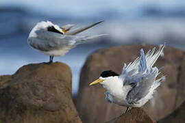 Greater Crested Tern