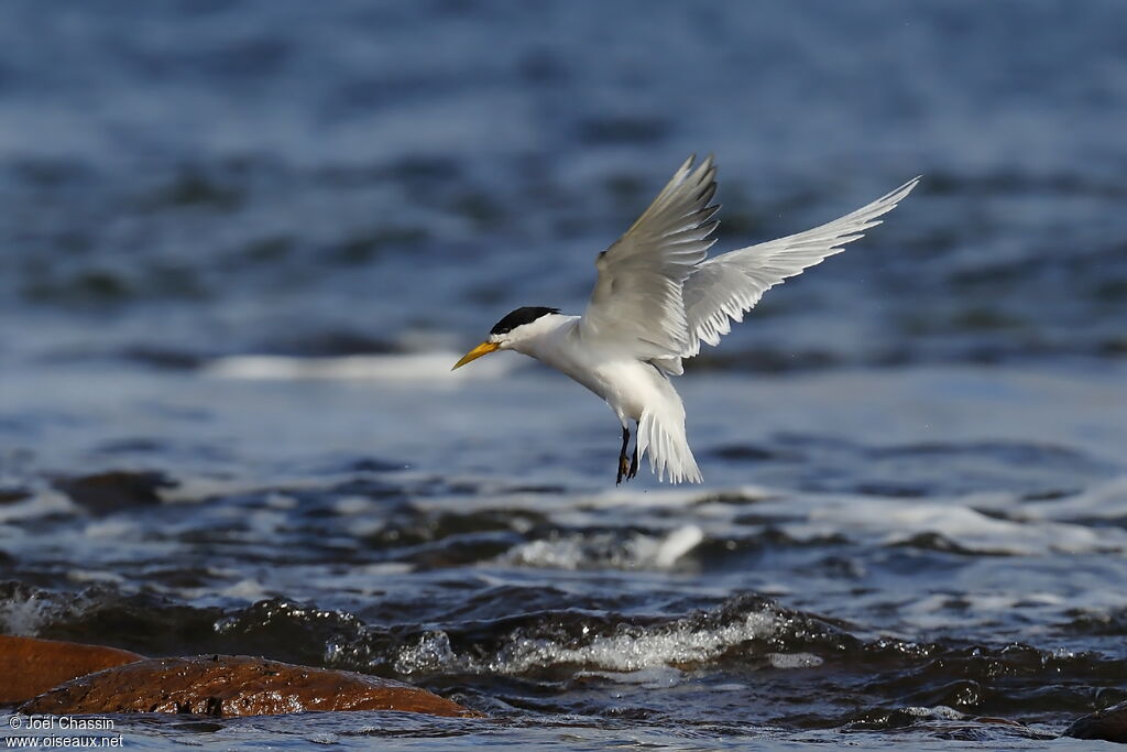 Greater Crested Tern, Flight