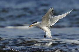 Greater Crested Tern