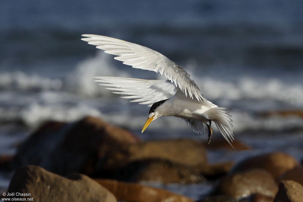 Greater Crested Tern, Flight