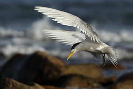 Greater Crested Tern