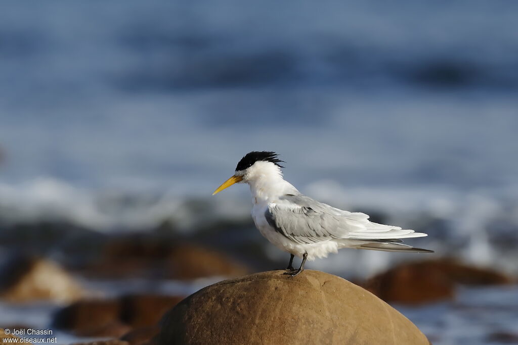 Greater Crested Tern, identification