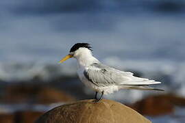 Greater Crested Tern