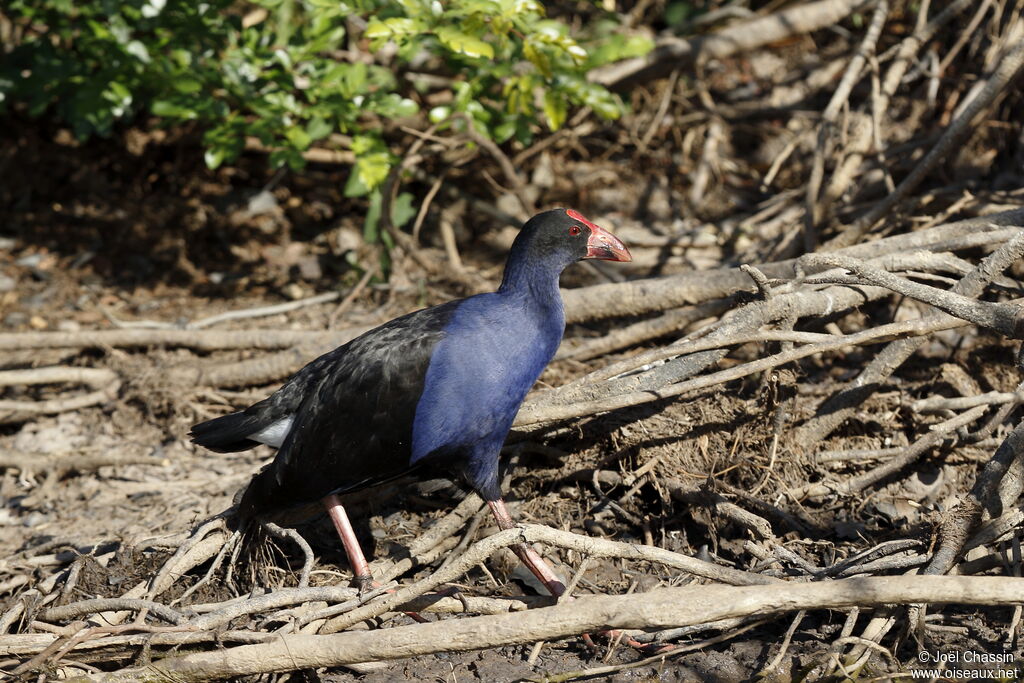 Australasian Swamphen, identification