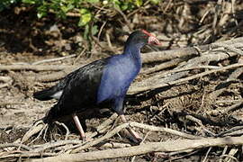 Australasian Swamphen