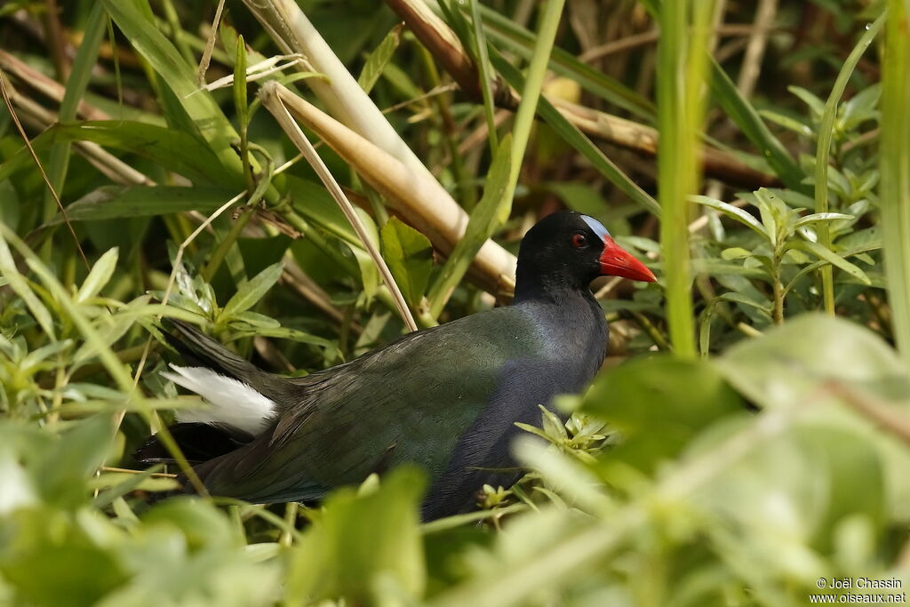 Allen's Gallinule, identification