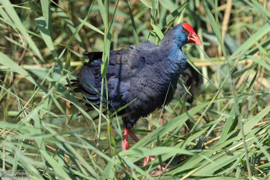 Western Swamphen, identification