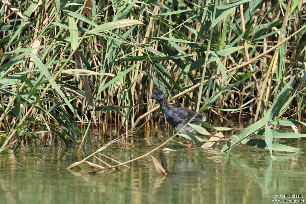 Talève sultanejuvénile, identification