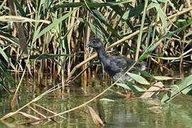 Western Swamphen