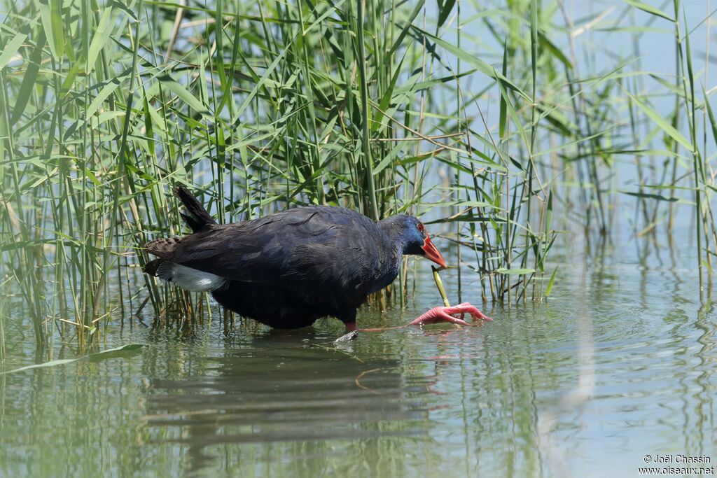 Talève sultane, identification, mange