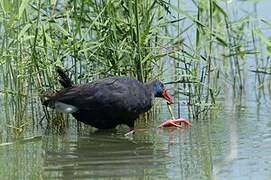 Western Swamphen