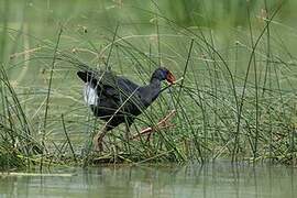 Western Swamphen