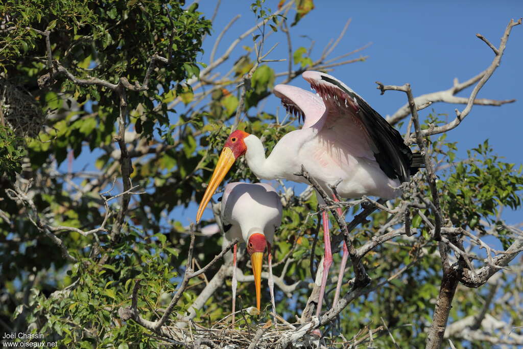 Yellow-billed Storkadult breeding, habitat, aspect, Reproduction-nesting