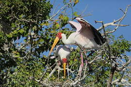 Yellow-billed Stork