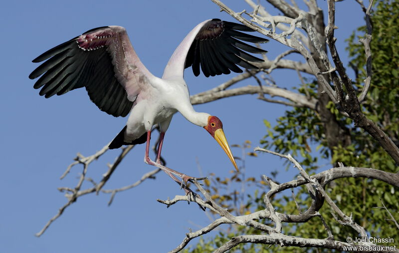 Tantale ibis, identification