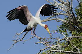 Yellow-billed Stork