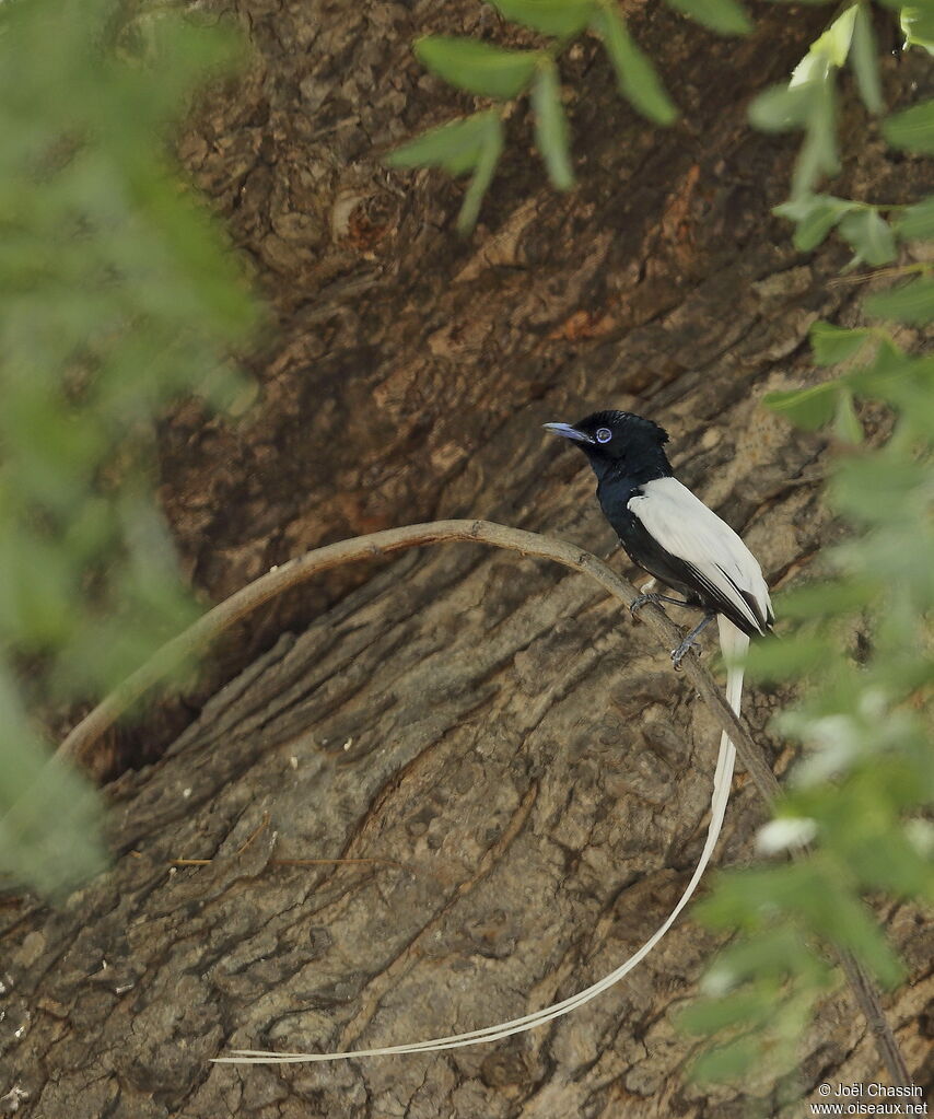 Tchitrec d'Afrique, identification