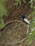 African Paradise Flycatcher