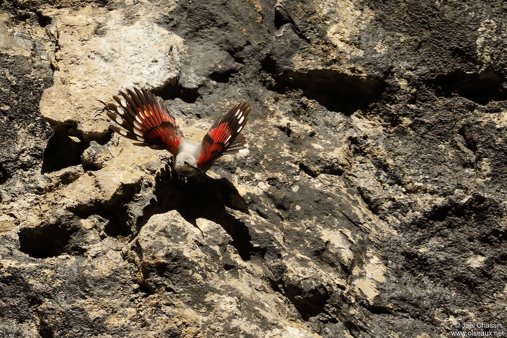 Wallcreeper, identification