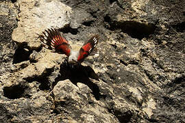 Wallcreeper