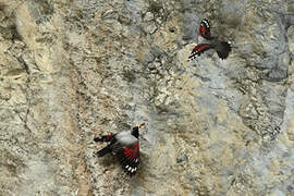 Wallcreeper