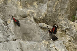 Wallcreeper