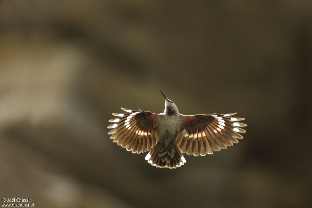 Wallcreeper, Flight