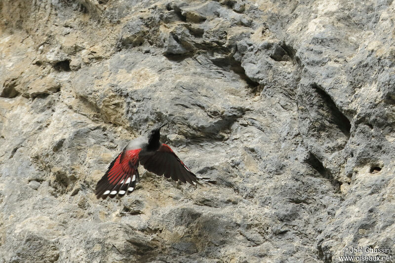 Wallcreeper male adult, Flight