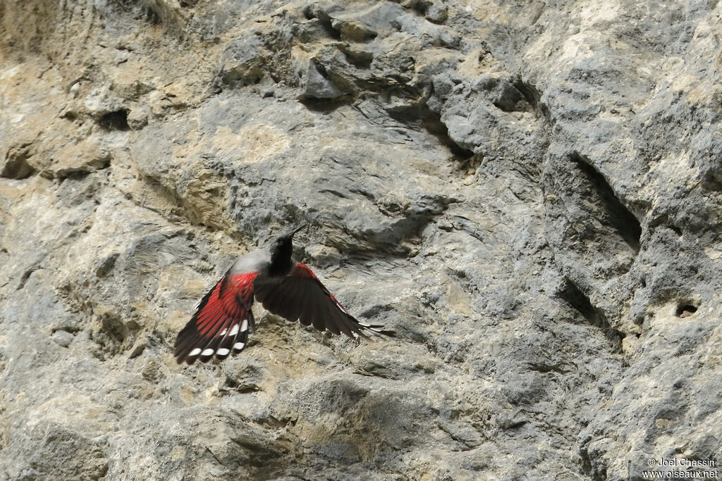 Wallcreeper male adult, Flight