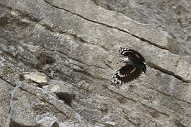 Wallcreeper