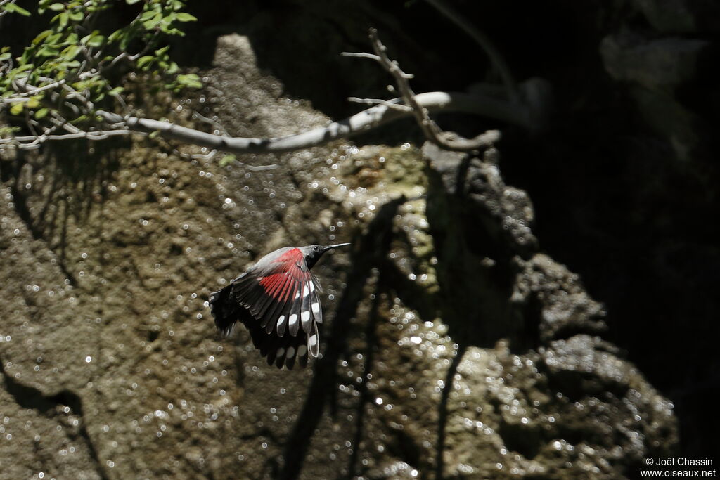 Wallcreeper male, identification