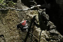 Wallcreeper