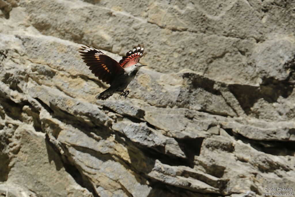 Tichodrome échelette femelle, identification