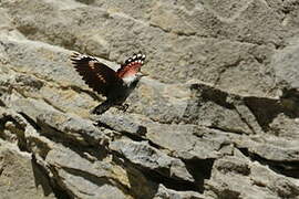 Wallcreeper