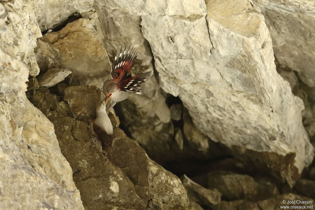 Wallcreeper