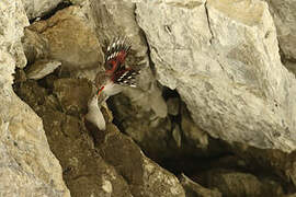 Wallcreeper