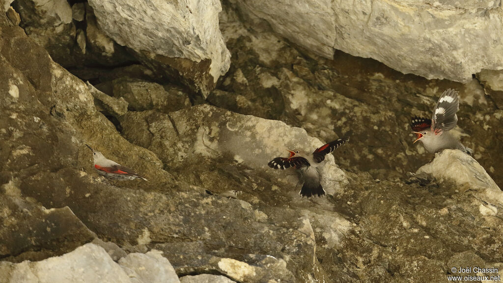 Wallcreeper, identification