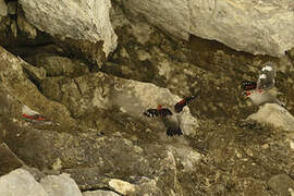 Wallcreeper